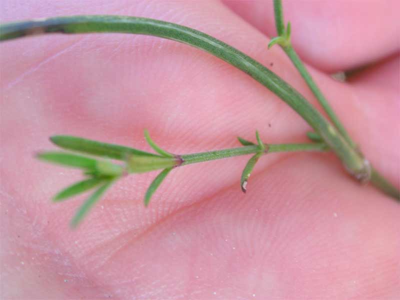 Asperula aristata