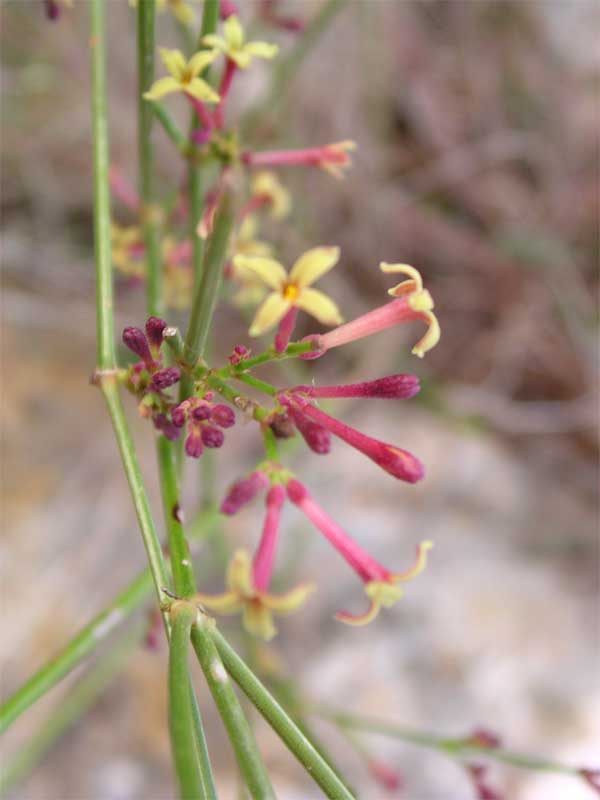 Asperula aristata