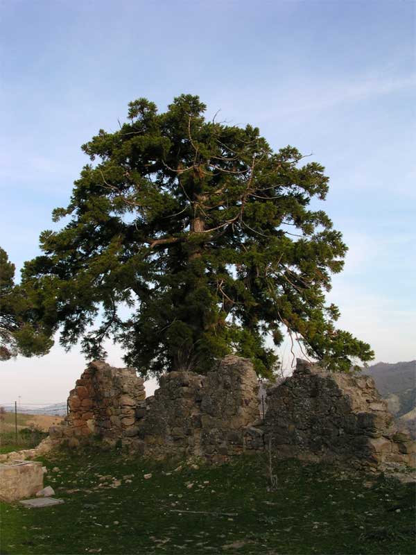 Ruderi di Campomaggiore Vecchio