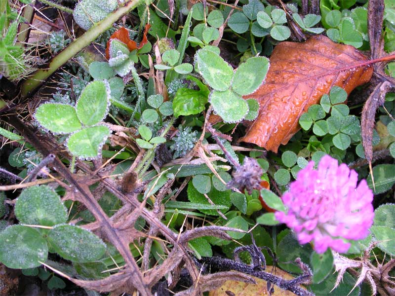 Trifolium pratense / Trifoglio pratense, Trifoglio violetto