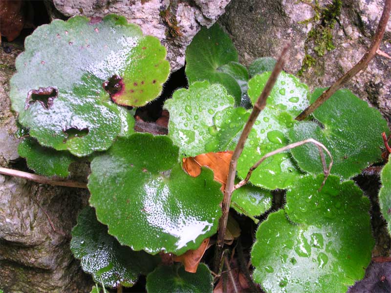 Umbilicus rupestris / Ombelico di Venere