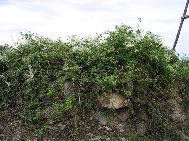 Fallopia baldschuanica (=Fallopia aubertii)  / Poligono del Turkestan