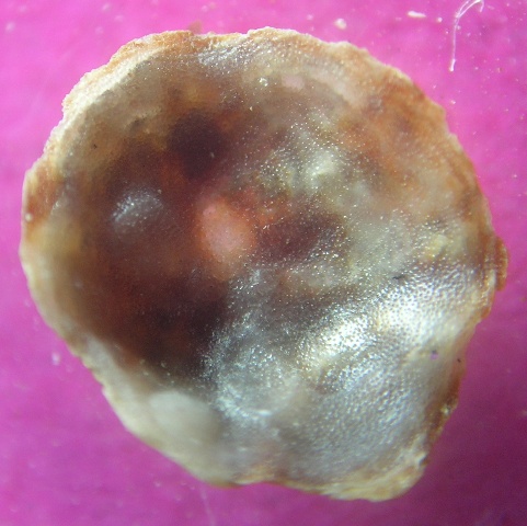 Novocrania anomala