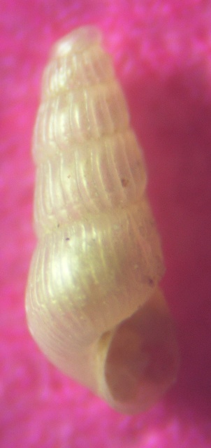 Chrysallida