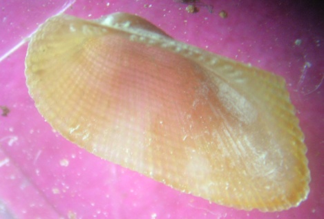 Asperarca nodulosa ?