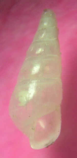 Famiglia Pyramidellidae