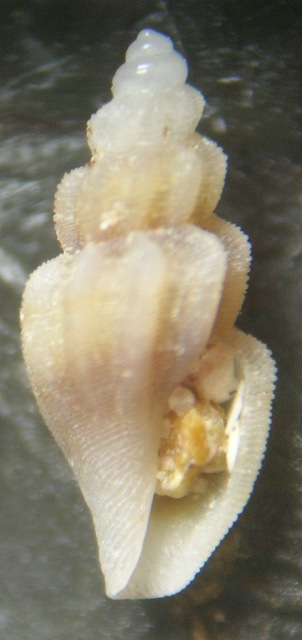 Mangelia costulata