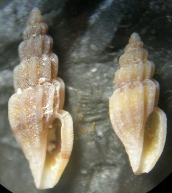 Mangelia costulata