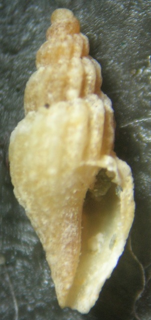 Mangelia costulata