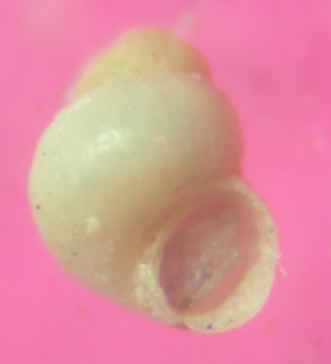 Eatonina fulgida
