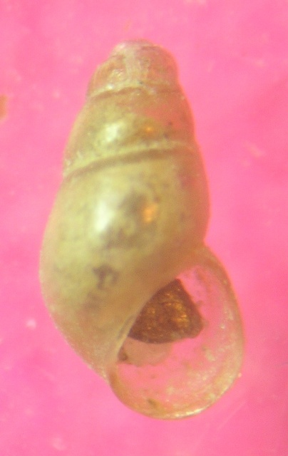 Botryphallus epidauricus
