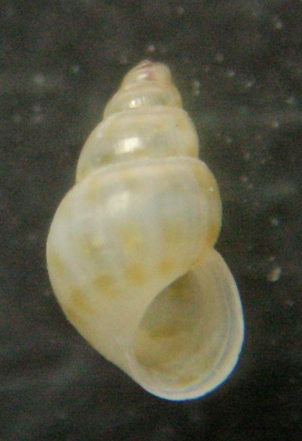 Setia cfr. amabilis