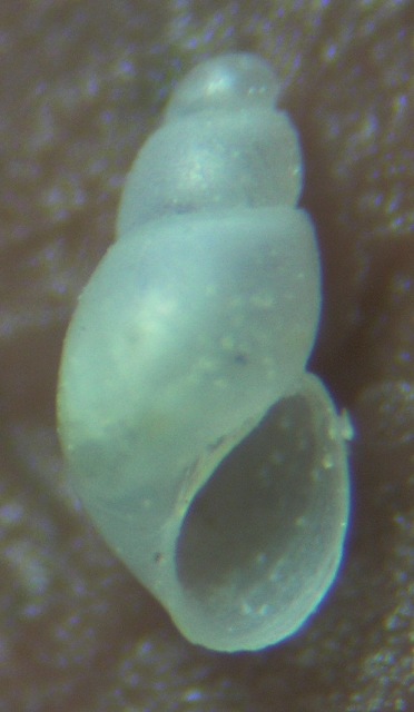 Odostomia megerlei