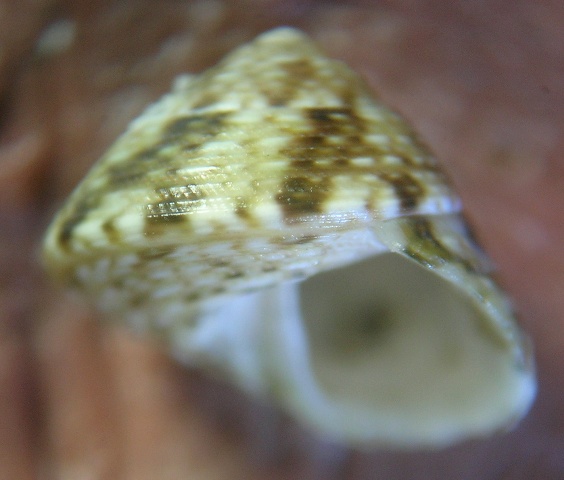 Il genere Gibbula nel Mediterraneo. Gibbula leucophaea