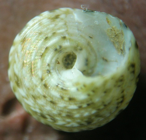 Il genere Gibbula nel Mediterraneo. Gibbula leucophaea