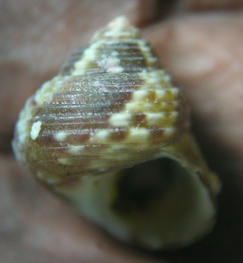 Gibbula turbinoides (Deshayes, 1835)