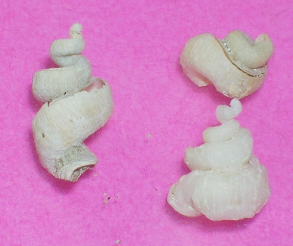 Tenagodus obtusus e Petalopoma elisabettae