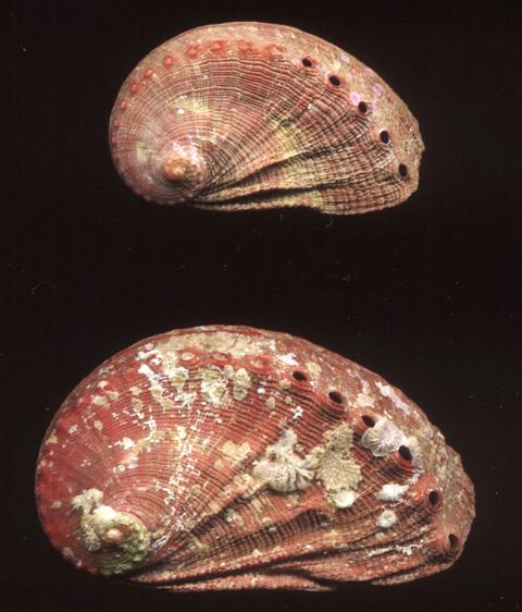 Cirsotrema cochlea alive