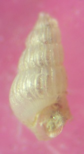 Chrysallida