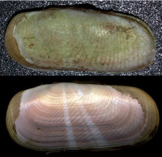 Solecurtus strigilatus