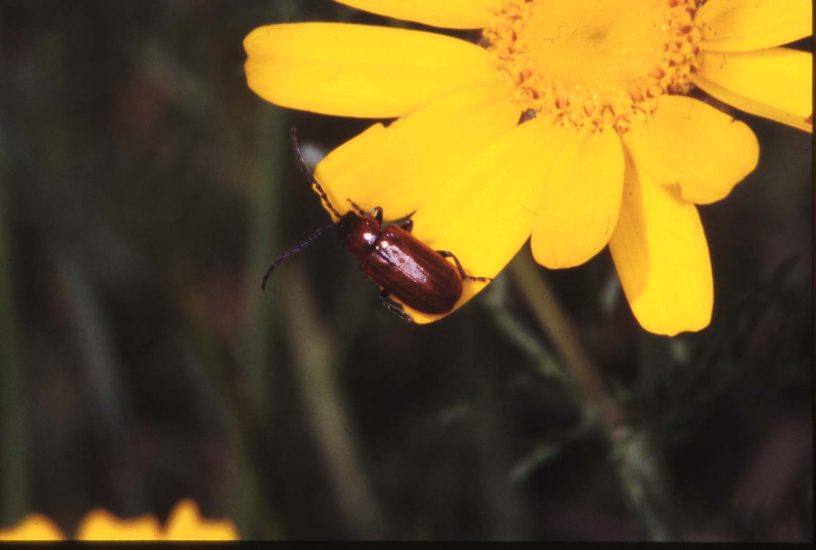 Exosoma lusitanicum