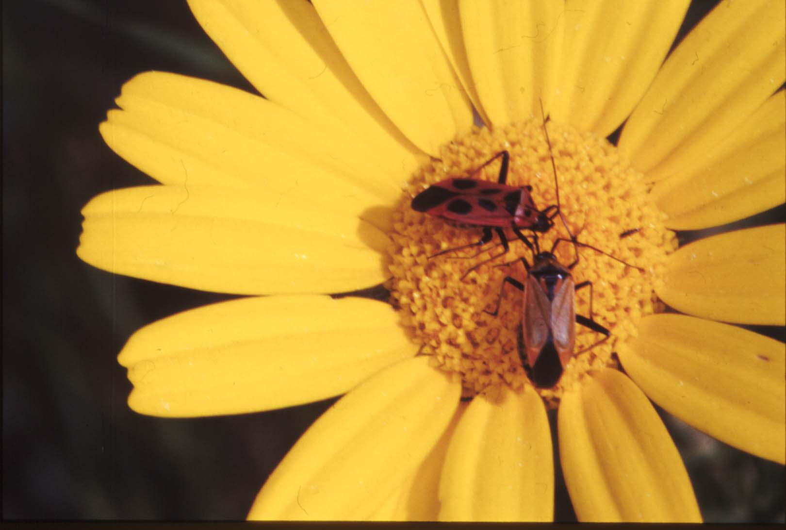 Calocoris nemoralis (Heteroptera, Miridae)