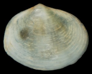 Bivalve juvenil