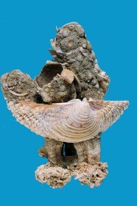 Gastrochaena dubia