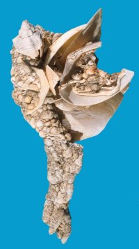 Gastrochaena dubia