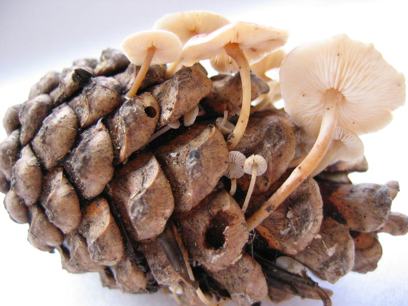 Strobilurus??? fungo su strobilo