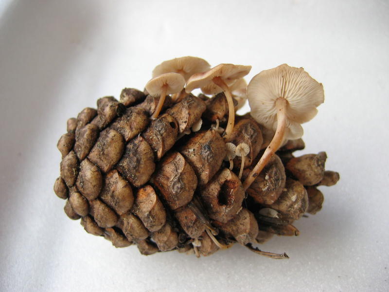 Strobilurus??? fungo su strobilo