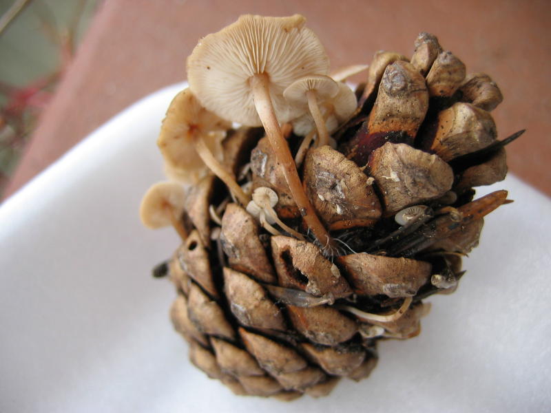 Strobilurus??? fungo su strobilo