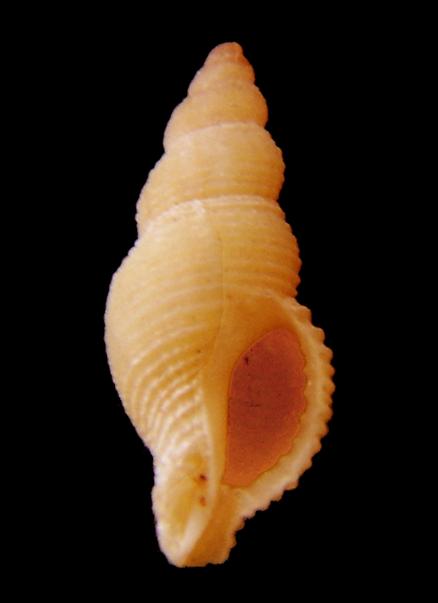 Ocinebrina nicolai e Ocinebrina aciculata