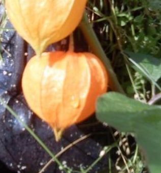 Physalis alkekengi / Alkekengi