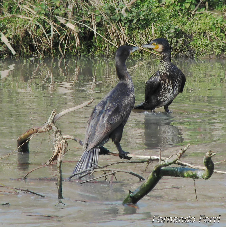 Cormorani  Phalacrocorax carbo