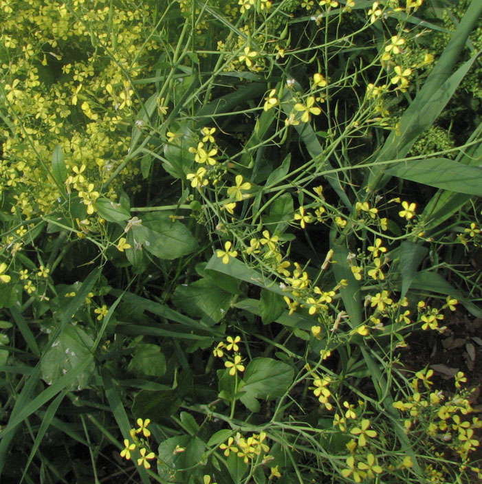 Raphanus raphanistrum