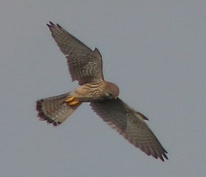 Gheppio - Falco tinnunculus
