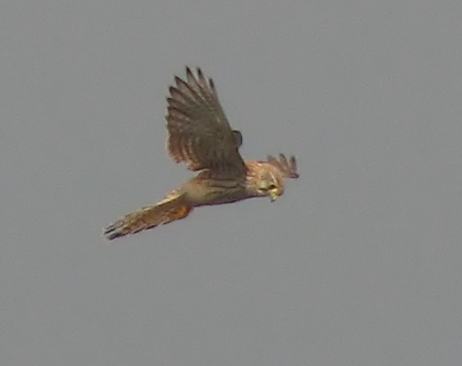 Gheppio - Falco tinnunculus