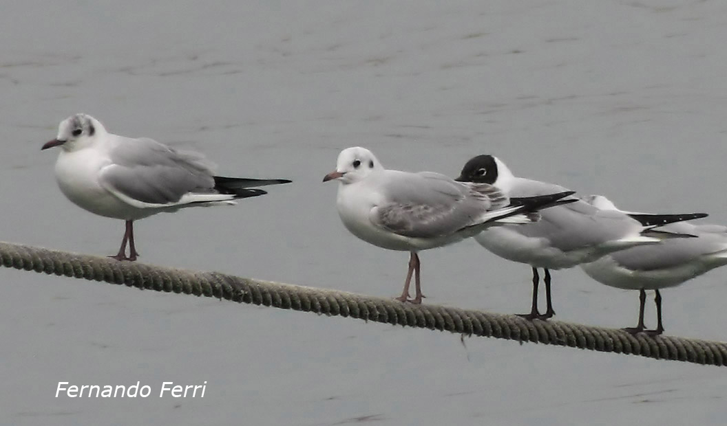 Gabbiano comune (Chroicocephalus [ex Larus]  ridibundus)