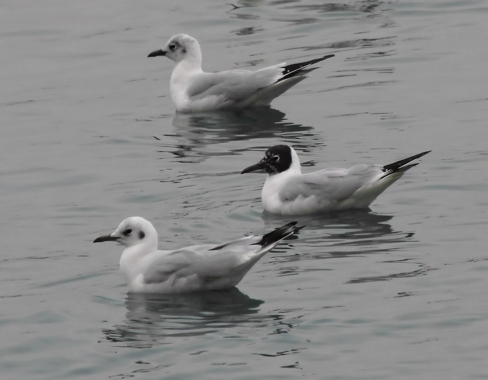 Gabbiano comune (Chroicocephalus [ex Larus]  ridibundus)