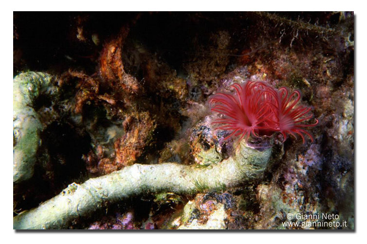 Serpula vermicularis