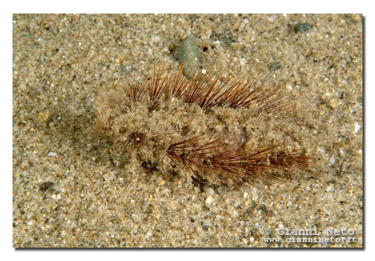 Pontogenia chrysocoma