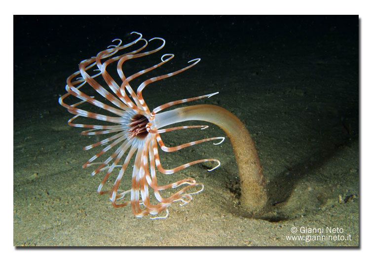 Aracnanthus oligopodus