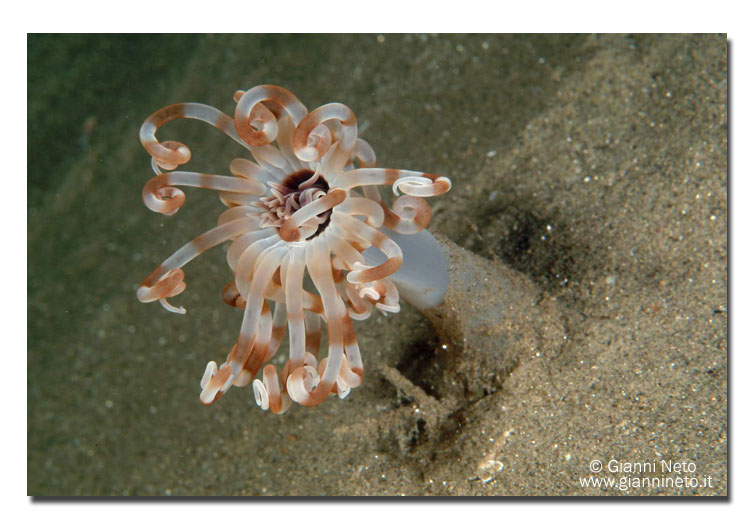 Aracnanthus oligopodus