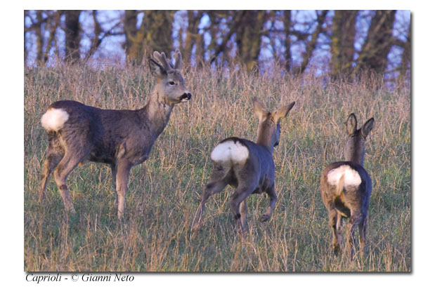 Caprioli Capreolus capreolus