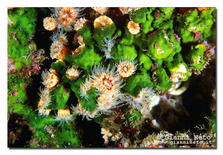 Balanophyllia europea