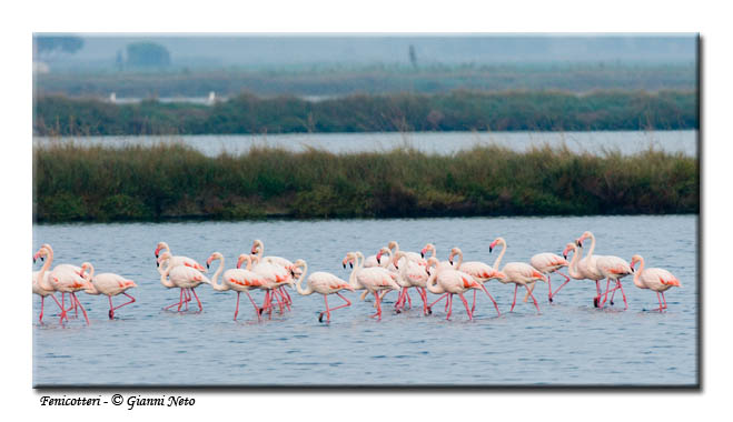 fenicottero (giovane) - Phoenicopterus ruber