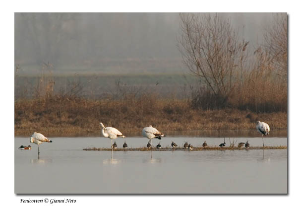 Fenicotteri nel Delta del Po