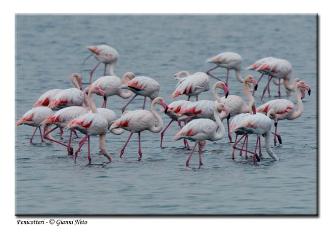 fenicottero (giovane) - Phoenicopterus ruber