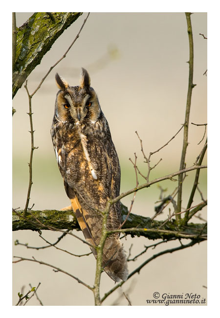 Roost gufi in pericolo ad Ostellato (Fe)